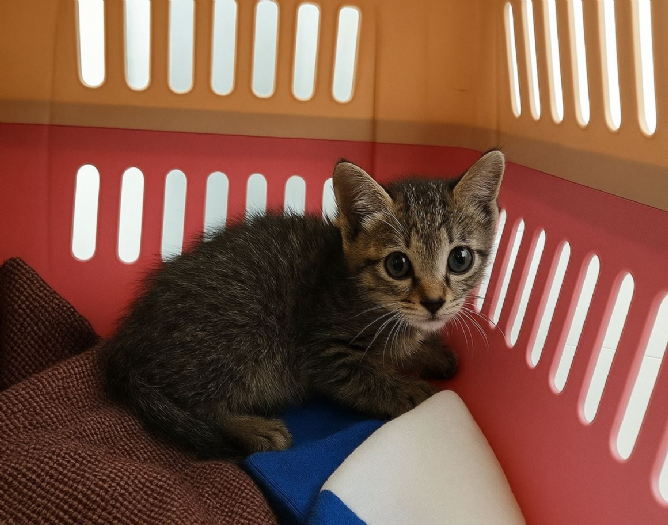 「魷魚哥」展笑顏！三峽虎斑浪貓擺脫口炎之苦，康復後準備迎接新家